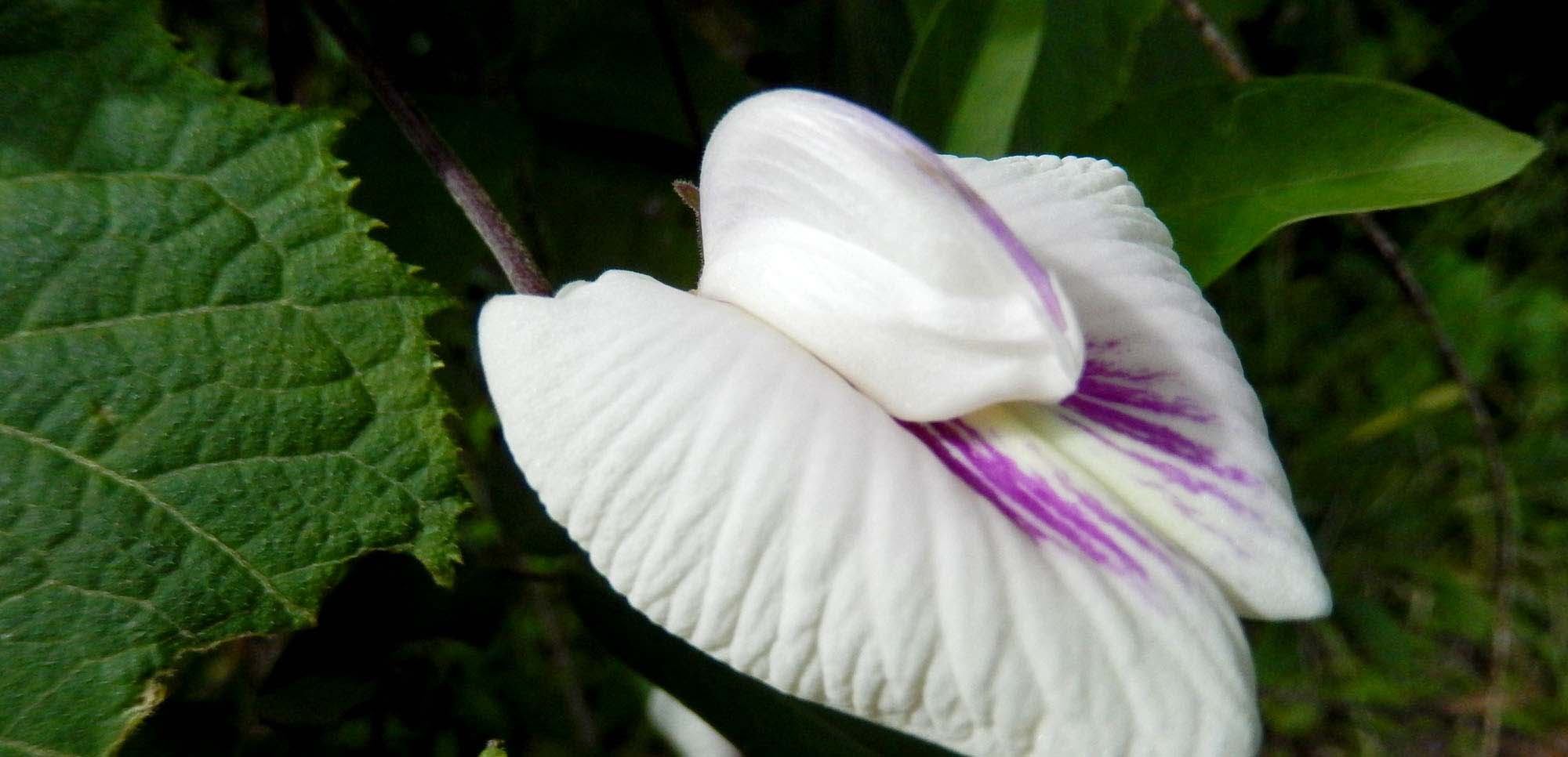 rainforest picture